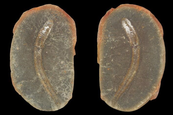 Didontogaster Fossil Worm (Pos/Neg) - Mazon Creek #101549